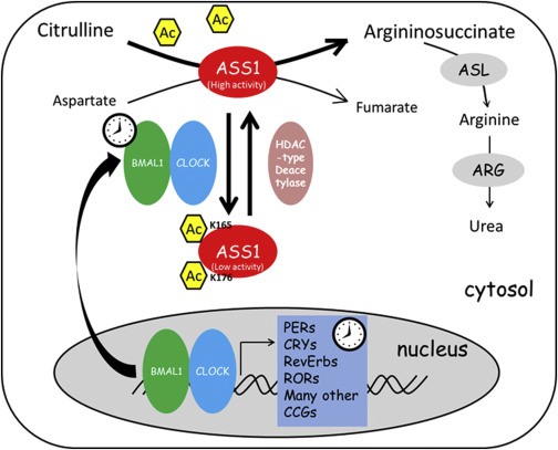 A Proposed Model for CLOCK in Regulation of Arginine Biosynthesis and Ureagenesis via ASS1 Acetylation.jpg